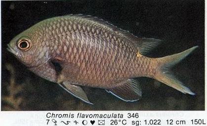 Chromis flavomaculata